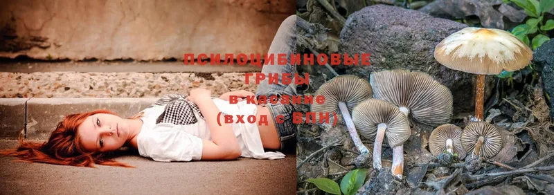 Псилоцибиновые грибы Psilocybe  hydra как войти  Выкса 